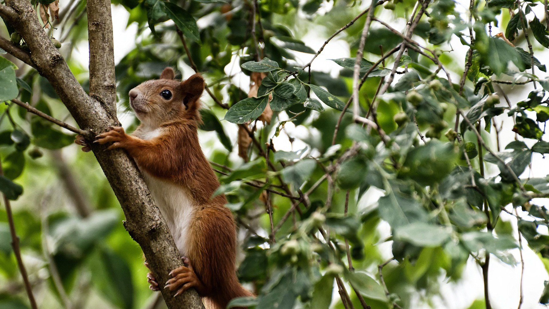 中超联赛VAR使用影响解析，英超var规则